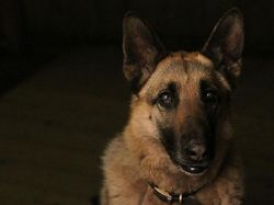 Deretan Foto Pemenang Fotografi Anjing yang Menggemaskan