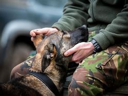 Deretan Foto Pemenang Fotografi Anjing yang Menggemaskan