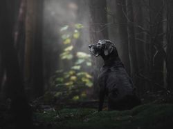 Deretan Foto Pemenang Fotografi Anjing yang Menggemaskan