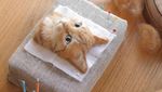 Wow! Hiasan Kucing Ini Terlihat Seperti Asli
