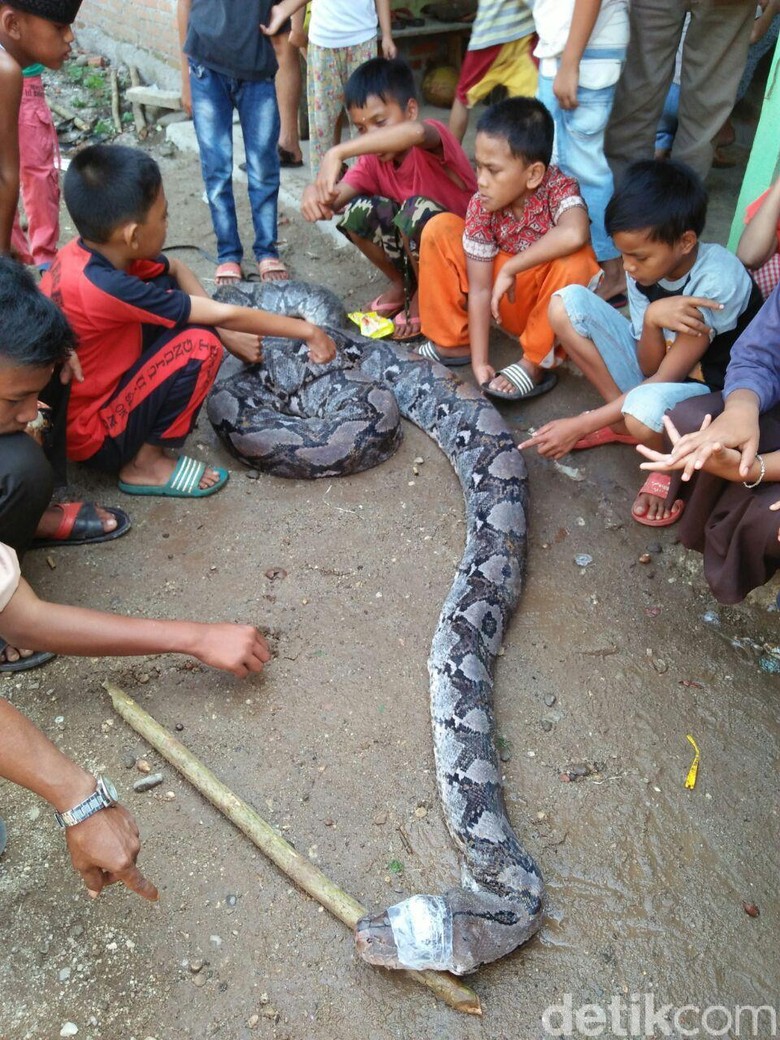 Warga Tangkap Ular Piton 8 Meter Di Jambi