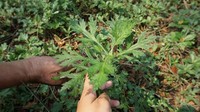 Bentuknya seperti seledri atau kenikir, daun baru cina alias mugwort bisa digunakan untuk mengatasi wasir, mencegah migrain dan juga membantu proses penyembuhan gangguan makan anoreksia. (Foto: Frieda Isyana Putri/detikHealth)