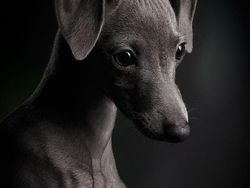 Deretan Foto Pemenang Fotografi Anjing yang Menggemaskan