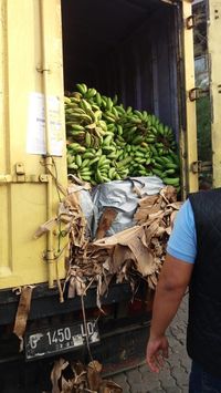 Karantina: Daging Celeng Berpotensi Tularkan Penyakit ke Manusia