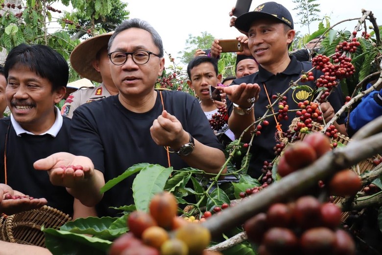 Akhir Pekan, Zulkifli Hasan Sibuk Panen Kopi di Lampung Akhir Pekan, Zulkifli Hasan Sibuk Panen Kopi di Lampung
