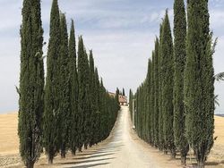 Deretan Potret Menawan Hasil Jepretan Kamera iPhone