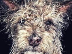 Deretan Potret Menawan Hasil Jepretan Kamera iPhone