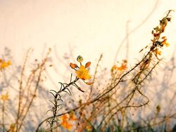 Deretan Potret Menawan Hasil Jepretan Kamera iPhone