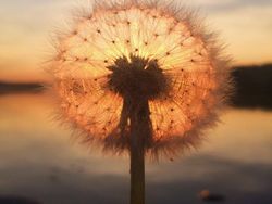 Deretan Potret Menawan Hasil Jepretan Kamera iPhone