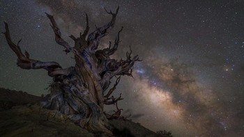 Guarding the galaxy karya fotografer Jez Hughes asal Inggris. Sedangkan pemenang pertama dari masing-masing kategori akan mendapatkan hadiah uang tunai 1500 Poundsterling atau sekitar Rp 28 juta. (Foto: National Maritime Museum)
