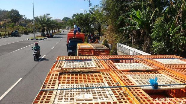 Pedagang ayam di Boyolali mau mengadu ke DPRD soal pasokan ayam seret
