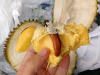 Unduh 970 Koleksi Gambar Durian Musang King Terbaru 