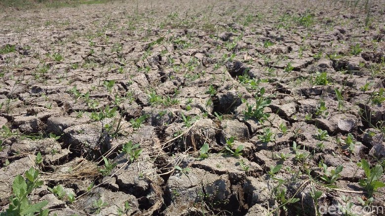 Kekeringan, Petani di 12 Kecamatan Cirebon Terancam Gagal Panen Kekeringan, Petani di 12 Kecamatan Cirebon Terancam Gagal Panen