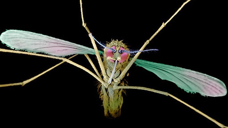 AS Loloskan Obat Fenomenal yang Bisa Sembuhkan Malaria Kambuhan AS Loloskan Obat Fenomenal yang Bisa Sembuhkan Malaria Kambuhan