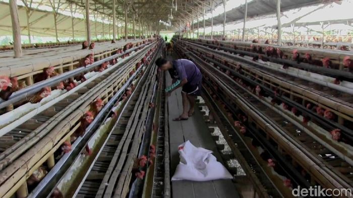 Harga Jagung Mahal Peternak Kurangi Produksi Telur Dan Ayam