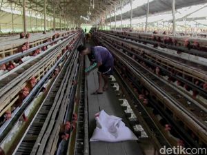 Cerita Peternak Ayam Putar Otak Siasati Lonjakan Harga Pakan