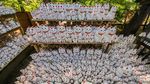 Foto Kucing Pembawa Keberuntungan dari Jepang