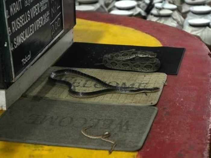 Wanita China Tewas Digigit Ular Berbisa yang Baru Dibeli Online