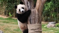 Saat akan difoto panda ini justru mengajak pengunjung kebun binatang yang memotretnya bermain petak umpet. Istimewa/Chung Sung-Jun/Getty Images.