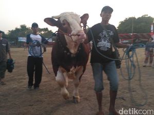 238 Ternak Favorit di Situbondo Dikonteskan Jelang Idul Adha