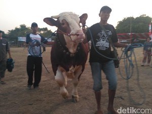 238 Ternak Favorit di Situbondo Dikonteskan Jelang Idul Adha