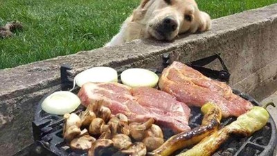 Bikin Gemas! Begini Tingkah Anjing yang Ngiler Minta Makan