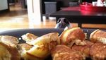 Bikin Gemas! Begini Tingkah Anjing yang Ngiler Minta Makan