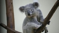 Lucunya pose koala ini saat akan difoto. Istimewa/China Photos/Getty Images.