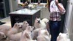 Bikin Gemas! Begini Tingkah Anjing yang Ngiler Minta Makan