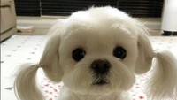 Anak anjing ini terlihat pasrah saat pemiliknya menguncir bulunya menjadi kuncir dua seperti anak-anak. Istimewa/Pinterest.