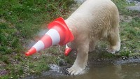 Aksi lucu beruang kutub yang menutup wajahnya dengan pembatas jalan. Sepertinya ia malu karena difoto. Istimewa/Joerg Koch/Getty Images.