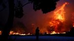 20 Orang Tewas Akibat Kebakaran Hutan di Yunani