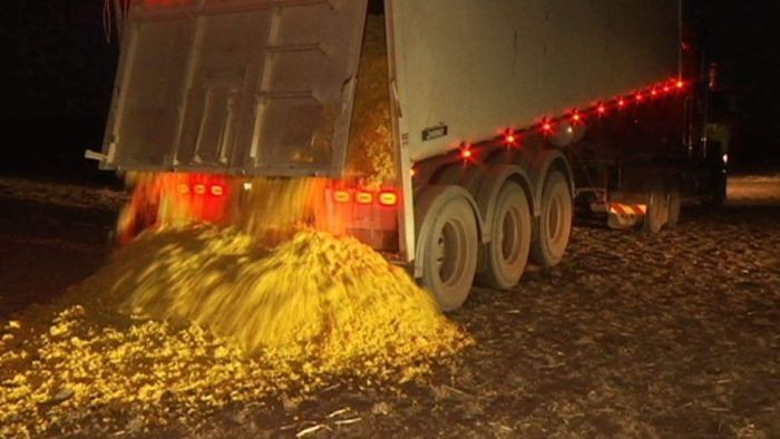 Akibat Kekeringan, Sapi di Australia Terpaksa Makan Kulit Jeruk