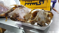 Sedap Kepala Kambing Panggang Bertabur Rempah Khas Timur Sedap Kepala Kambing Panggang Bertabur Rempah Khas Timur