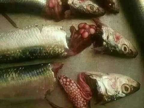 Beredar Pesan Berantai Telur Ikan Bikin Kanker Kulit 