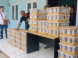 Penyelundupan Ribuan Kolibri dan Gelatik dalam Kotak Digagalkan