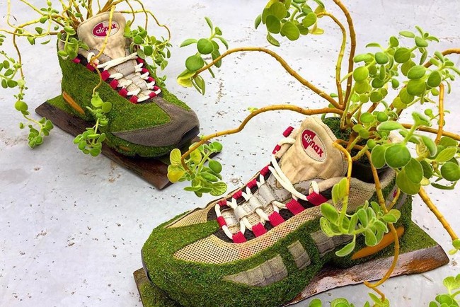 Sejak Februari 2016, Kosuke Sugimoto membuat akun Instagram @shoetree_2016 yang isinya foto-foto sneakers dan tanaman hijau berbagai jenis. Foto: Instagram/@shoetree_2016