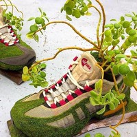 Sejak Februari 2016, Kosuke Sugimoto membuat akun Instagram @shoetree_2016 yang isinya foto-foto sneakers dan tanaman hijau berbagai jenis. Foto: Instagram/@shoetree_2016