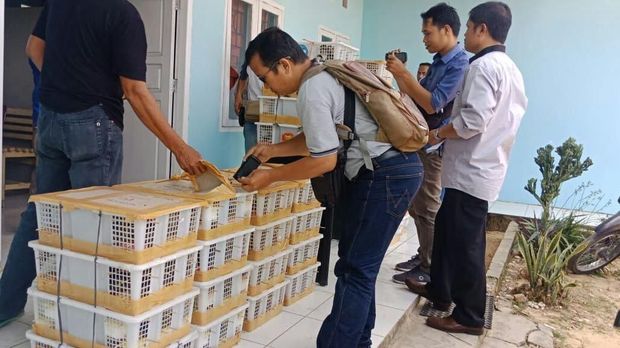 Penyelundupan Ribuan Kolibri dan Gelatik dalam Kotak Digagalkan
