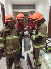Kedua musang dimasukkan ke dalam kantong