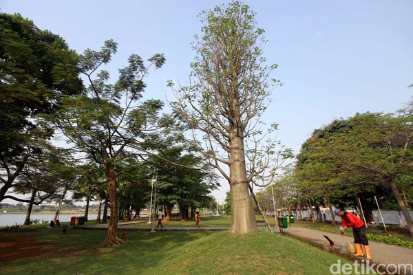 Taman Ria Rio berada di Kayu Putih, Jakarta Timur. Di sini kamu bisa melakukan beragam aktivitas seperti jogging, bersantai, dan berkumpul di area amphiteater. (Agung Pambudhy) Taman Ria Rio berada di Kayu Putih, Jakarta Timur. Di sini kamu bisa melakukan beragam aktivitas seperti jogging, bersantai, dan berkumpul di area amphiteater. (Agung Pambudhy)