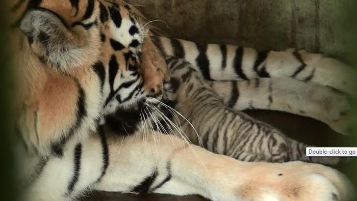 Avatar-Wesa Lahirkan 2 Harimau Benggala di Medan Zoo