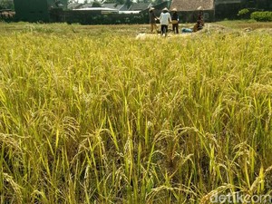 Musim Kemarau, Ratusan Sawah di Ciamis Terancam Kekeringan