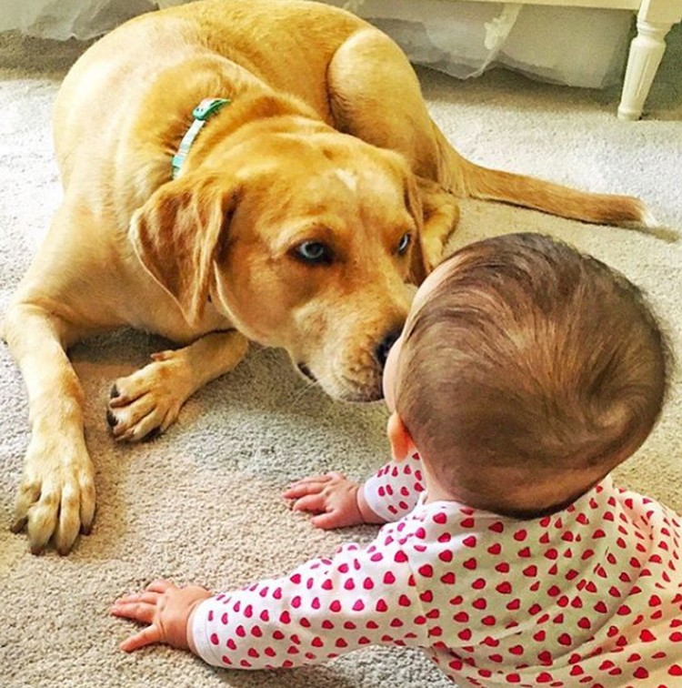 Potret Persahabatan Bayi Imut dengan Anjing Penjaganya