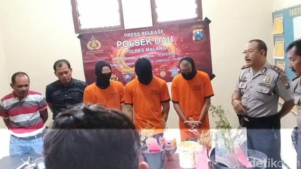 Ketahuan Tanam Ganja di Kontrakan, Tiga Mahasiswa di Malang Diciduk