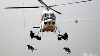 Termasuk anjing pelacak.