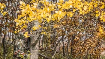 Aksi panjat pemburu yang menyatu dengan warna pohon. (Foto: wideopenspaces)