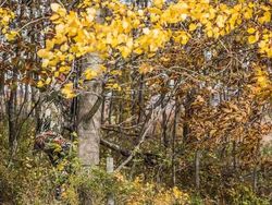 Penyamaran Hebat Pemburu Hewan Bikin Mata Bingung