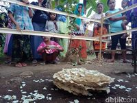 Cerita Jamur Raksasa Tumbuh di Atas Makam yang Kejutkan Warga 