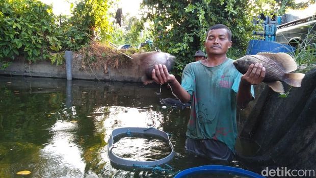 Warga budidaya ikan gurami Warga budidaya ikan gurami